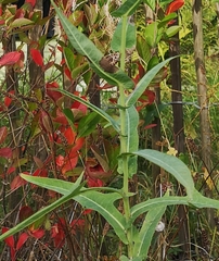 Sonchus palustris