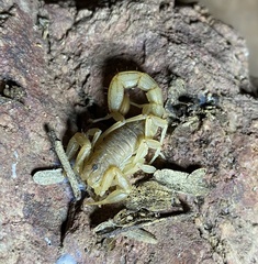 Paravaejovis spinigerus