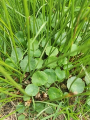 Hydrocotyle vulgaris