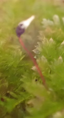 Calyptrochaeta asplenioides