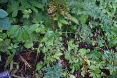 Sanicula marilandica
