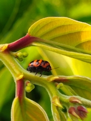 Cryptocephalus trifasciatus