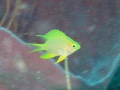 Amblyglyphidodon aureus