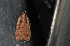 Eueretagrotis attentus