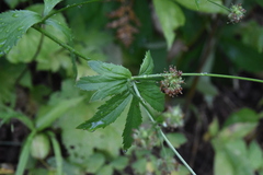 Sanicula marilandica