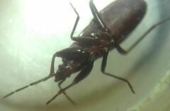 Heteroptera