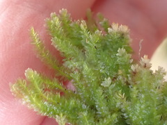 Calyptrochaeta asplenioides