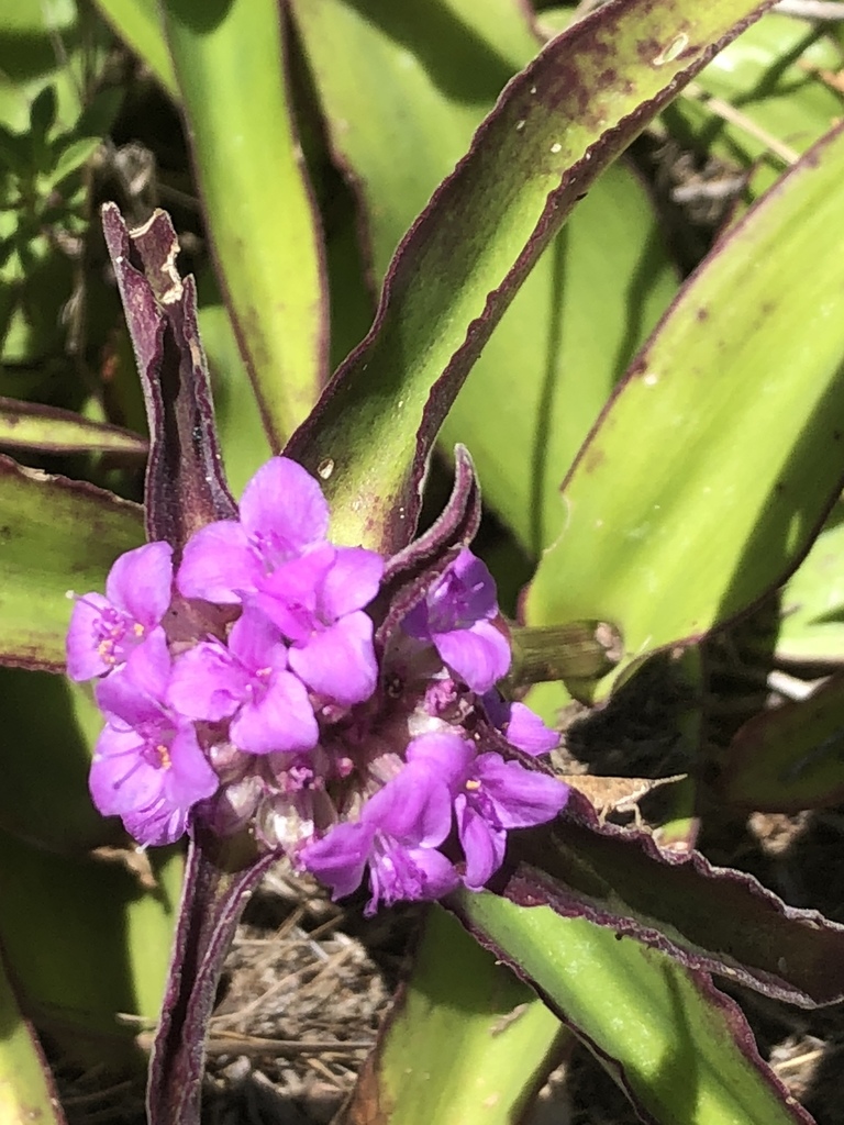 Tradescantia andrieuxii