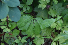 Sanicula marilandica