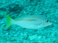 Scolopsis monogramma