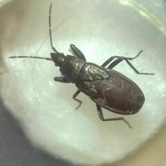 Heteroptera