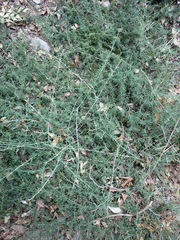 Pollichia campestris