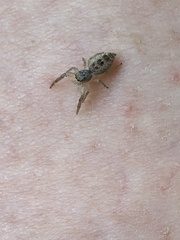 Hentzia