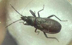 Heteroptera