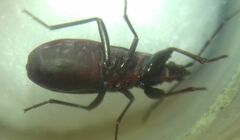 Heteroptera