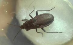 Heteroptera