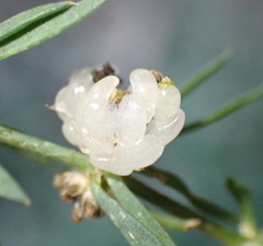 Pollichia campestris