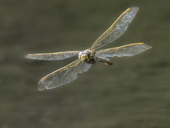 Libellula auripennis