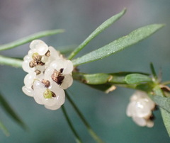 Pollichia campestris
