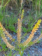 Lepidium densiflorum