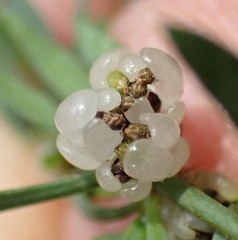 Pollichia campestris