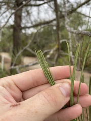 Pinus torreyana