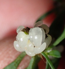 Pollichia campestris