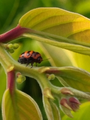 Cryptocephalus trifasciatus