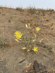 Mentzelia laevicaulis