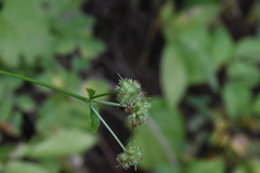 Sanicula marilandica