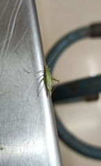 Orthoptera