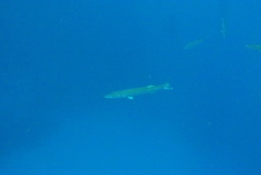 Sphyraena barracuda
