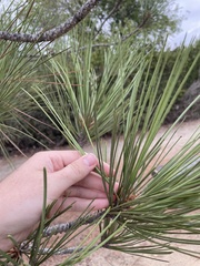 Pinus torreyana