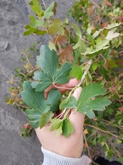 Ribes aureum