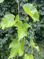 Vitis riparia