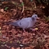 Columba oenas