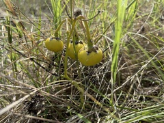 Solanum