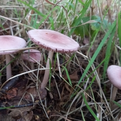 Mycena rosea
