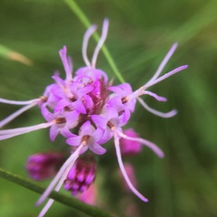 Liatris