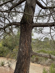Pinus torreyana