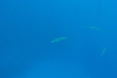 Sphyraena barracuda