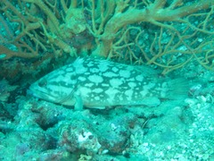 Epinephelus erythrurus