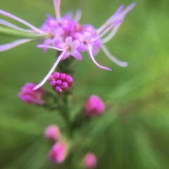 Liatris