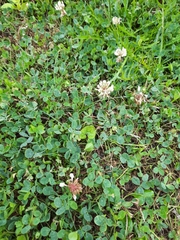 Trifolium repens