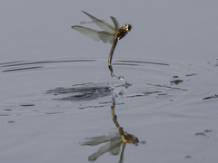 Libellula needhami
