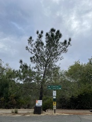 Pinus torreyana