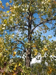 Populus deltoides