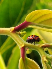 Cryptocephalus trifasciatus