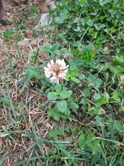 Trifolium repens