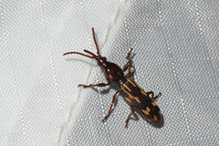Arrhenodes minutus